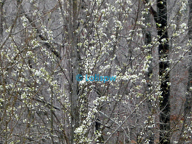 budding trees
