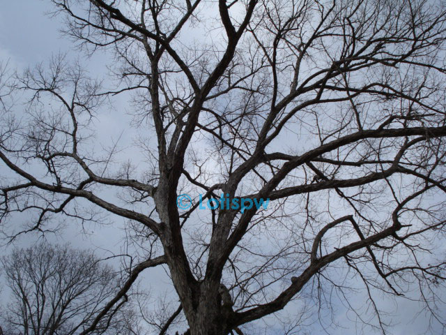trees in winter