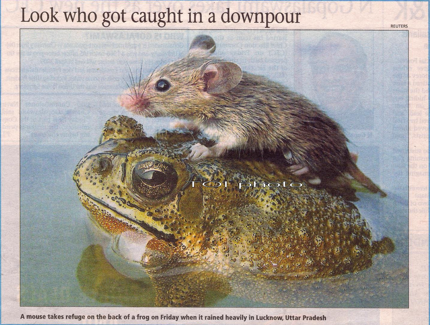 mouse riding on a frog, TOI photo