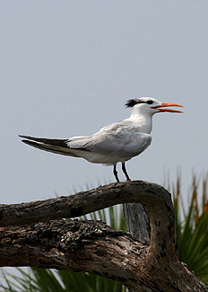 Hilton Head Island