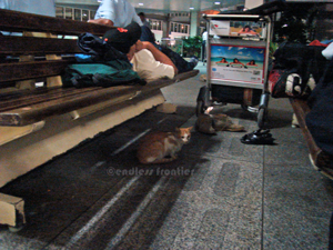 airport-cats