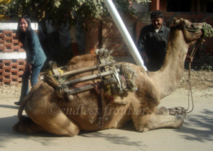 camel-21