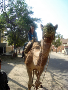 camel