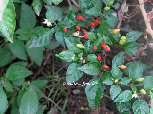 Philippine hot-peppers