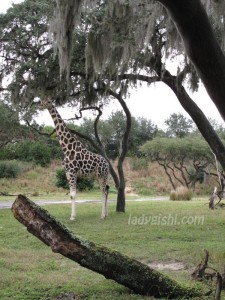 Disney Zebra Disney Zebra