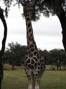 zebra zebra