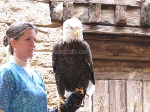 American bald eagle