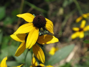 black-eyed susan